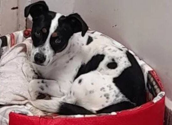 Cão vítima de maus-tratos será indenizado por danos morais