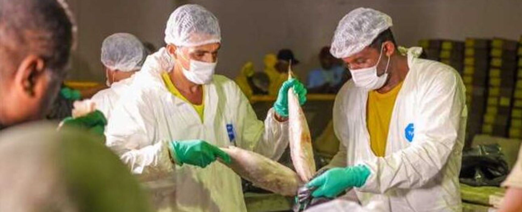 Prefeitura de Ilhéus distribui 30 toneladas de peixe para a Semana Santa