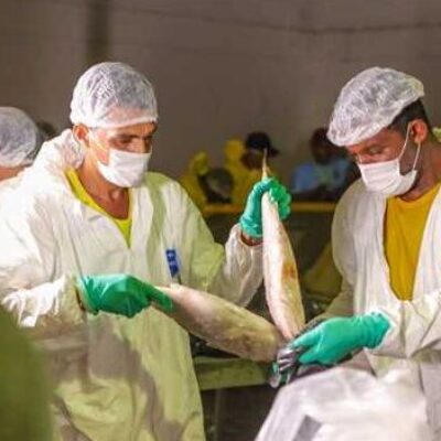 Prefeitura de Ilhéus distribui 30 toneladas de peixe para a Semana Santa