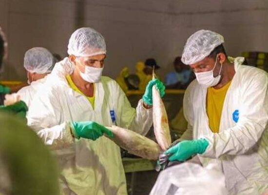 Prefeitura de Ilhéus distribui 30 toneladas de peixe para a Semana Santa