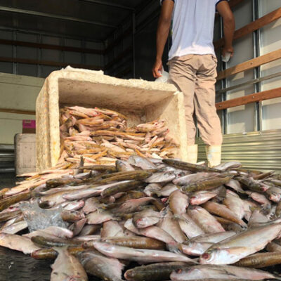 Prefeitura de Ilhéus distribuirá 30 toneladas de peixe para famílias em vulnerabilidade social