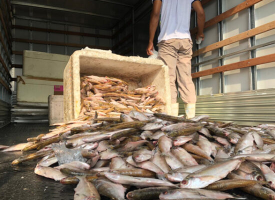 Prefeitura de Ilhéus distribuirá 30 toneladas de peixe para famílias em vulnerabilidade social