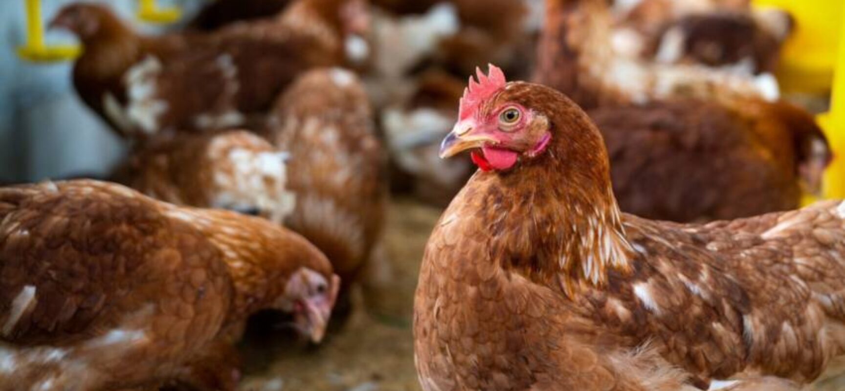 China suspende compra de frango do Brasil por 60 dias após caso de gripe aviária no RS