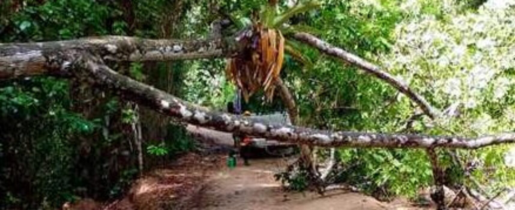 Prefeitura de Ilhéus remove árvore que obstruía estrada da Lagoa Encantada