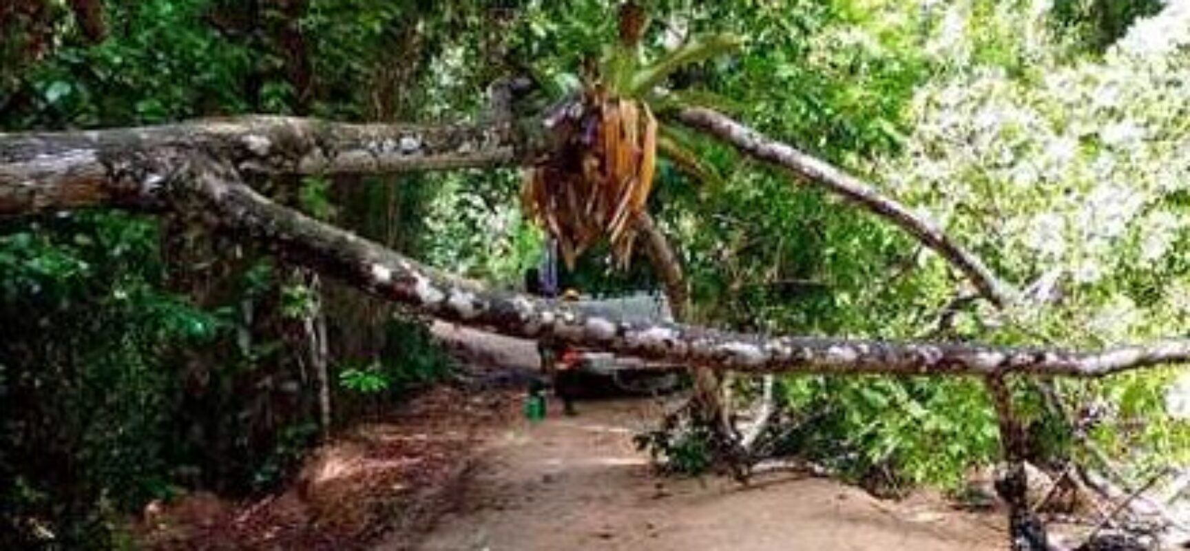 Prefeitura de Ilhéus remove árvore que obstruía estrada da Lagoa Encantada