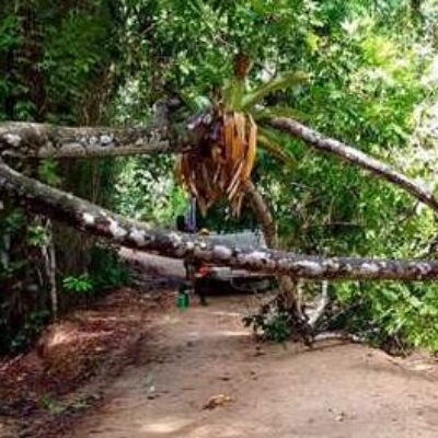 Prefeitura de Ilhéus remove árvore que obstruía estrada da Lagoa Encantada