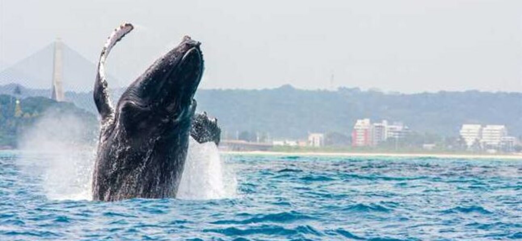 Ilhéus celebra a chegada das baleias-jubarte com evento gratuito e educativo