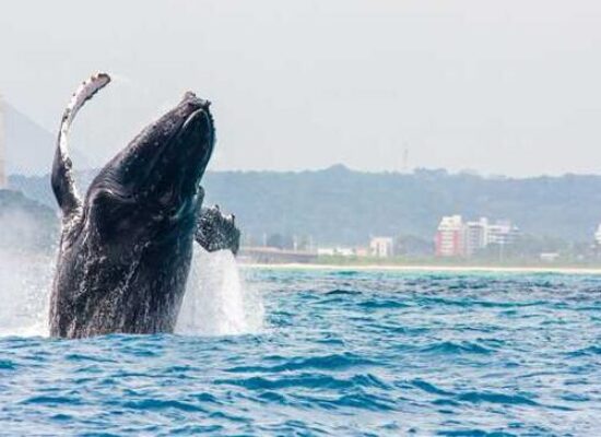 Ilhéus celebra a chegada das baleias-jubarte com evento gratuito e educativo