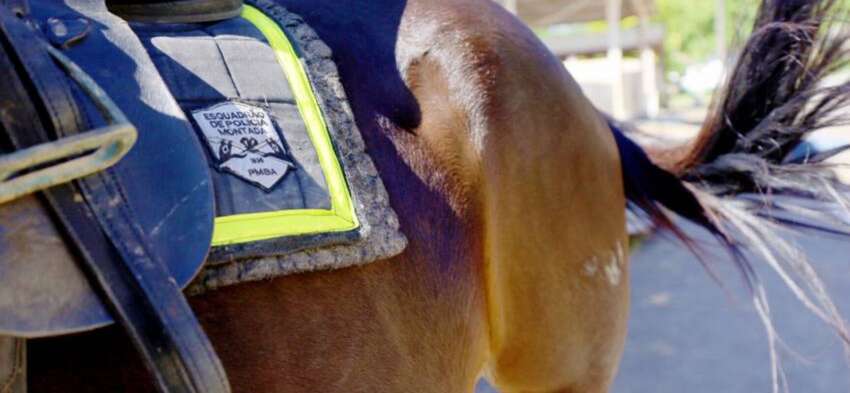 Cavalaria da PM celebra 190 anos com uma semana repleta de atividades festivas