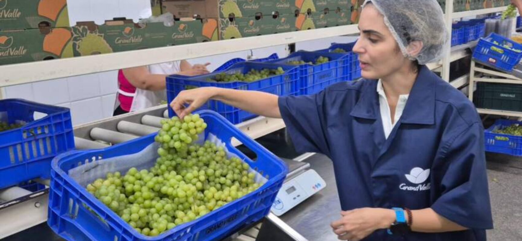 Novos investimentos e produtos inovadores impulsionam a economia no território Sertão do São Francisco