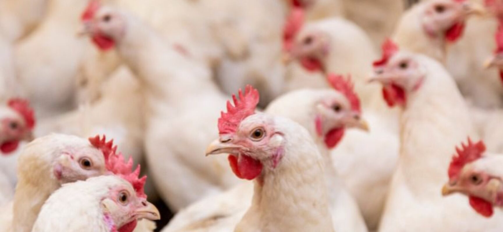 Suspeitas são descartadas e Bahia segue sem casos de Gripe Aviária (H5N1)