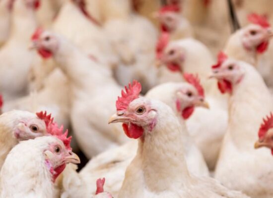 Suspeitas são descartadas e Bahia segue sem casos de Gripe Aviária (H5N1)