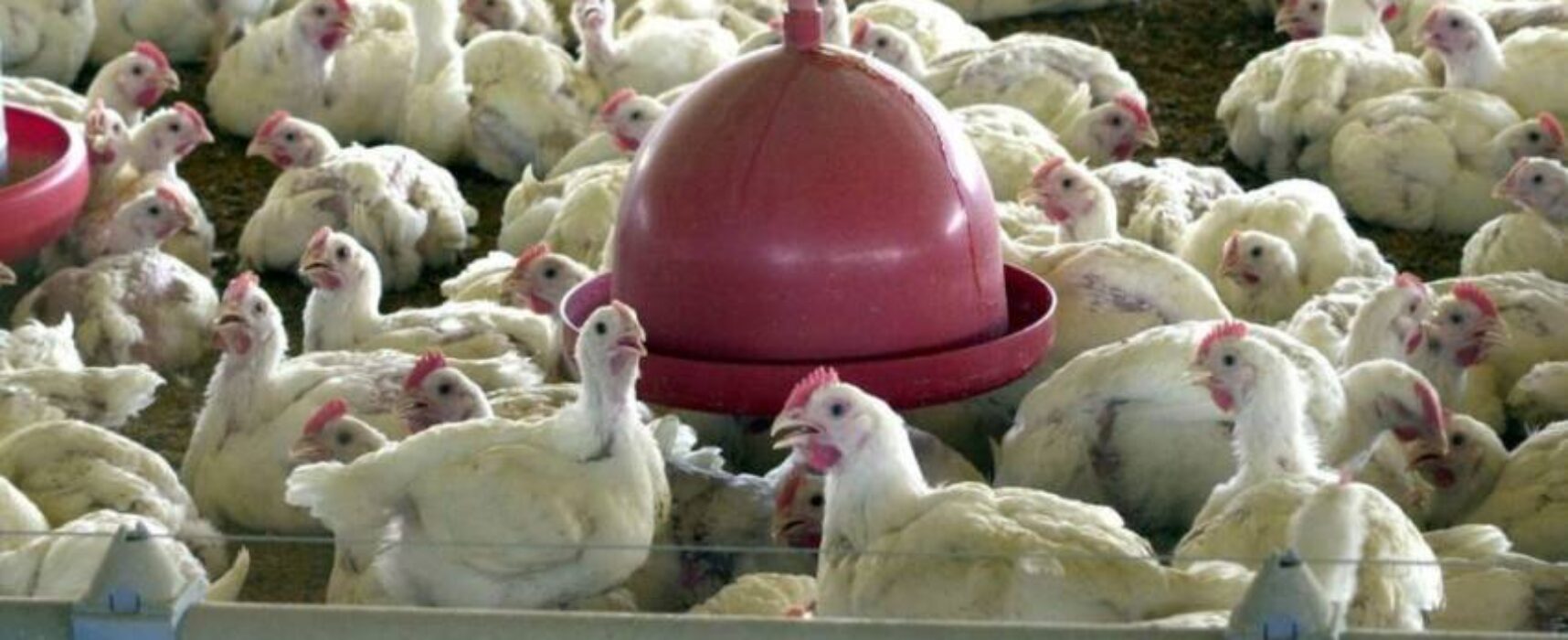 Peru, Jordânia e Hong Kong retomam compra de carne de frango do Brasil