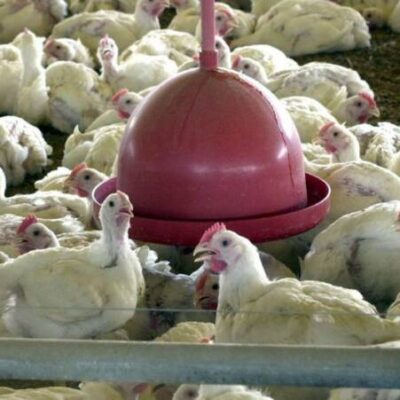 Peru, Jordânia e Hong Kong retomam compra de carne de frango do Brasil