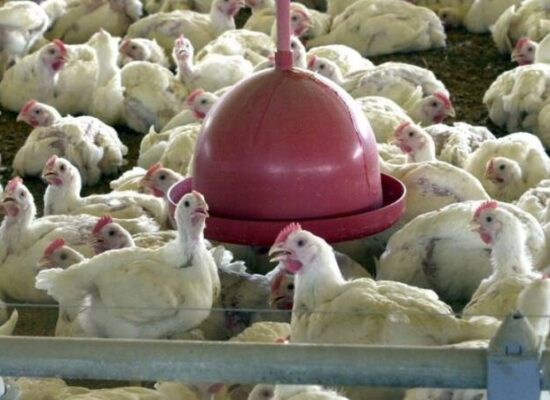 Peru, Jordânia e Hong Kong retomam compra de carne de frango do Brasil