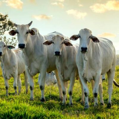 Adab lança campanha para ampliar cobertura vacinal de brucelose no estado