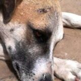 Homem é investigado por maus-tratos a cachorro após jogá-lo em açude