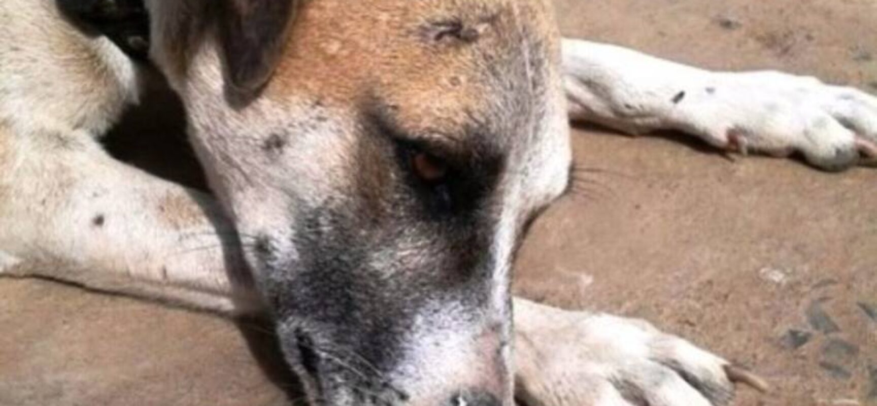 Projeto na Bahia propõe multa de até R$ 10 mil por abandono de animal