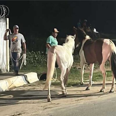 Prefeitura de Ilhéus intensifica recolhimento de equinos soltos em áreas urbanas