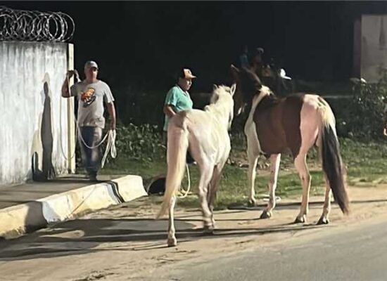 Prefeitura de Ilhéus intensifica recolhimento de equinos soltos em áreas urbanas