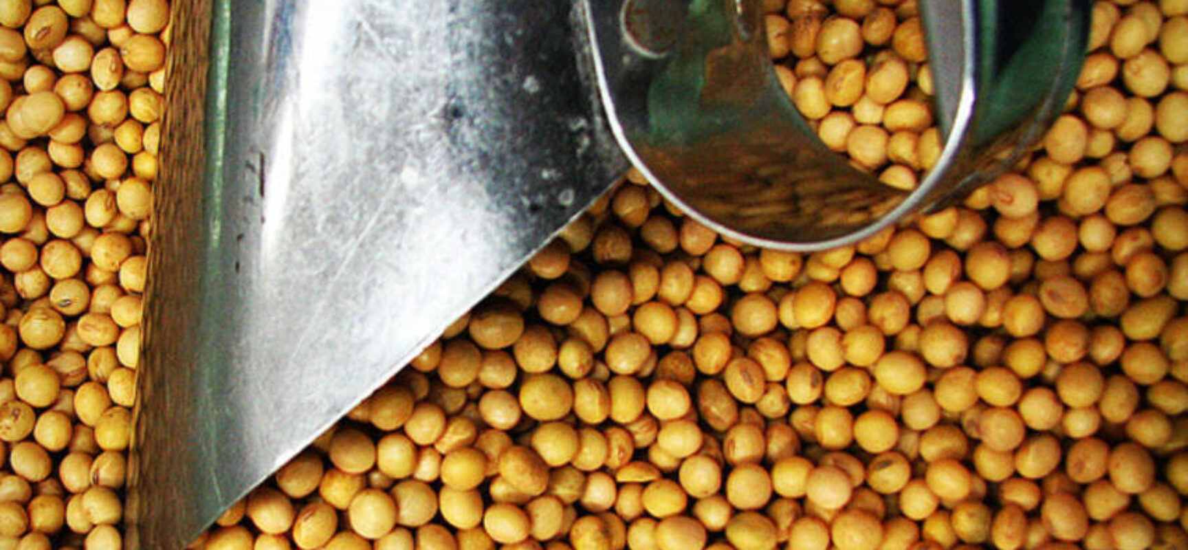 Soja e algodão puxam a safra baiana recorde de grãos em 2025