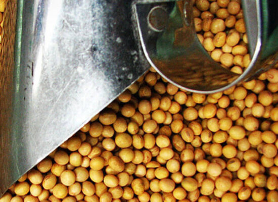 Soja e algodão puxam a safra baiana recorde de grãos em 2025