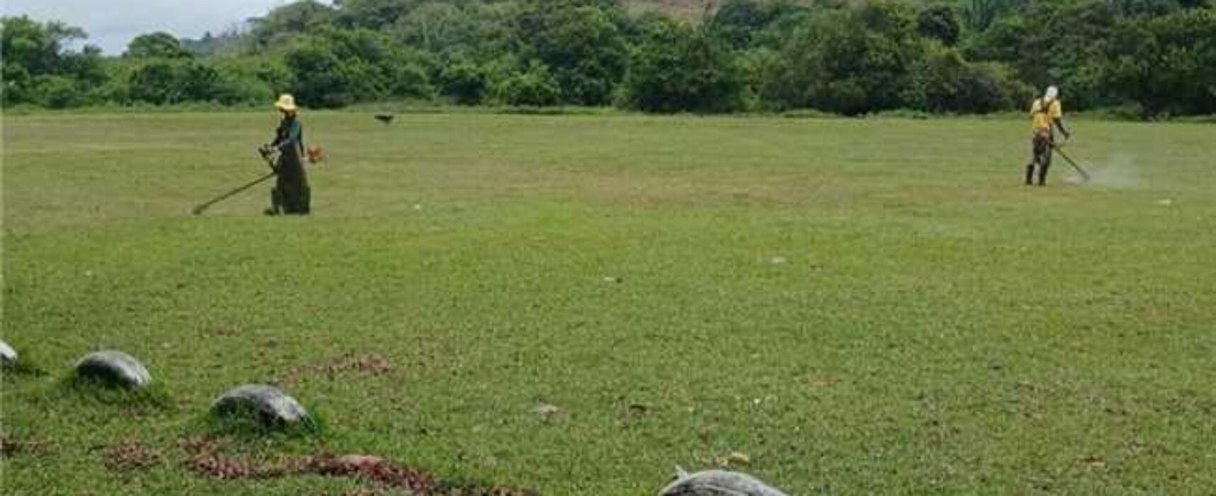 Prefeitura de Ilhéus realiza roçagem no campo da Barreira
