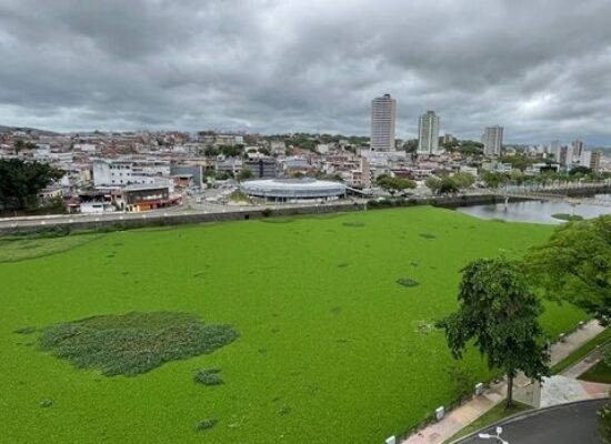 Prefeituras de Itabuna e Ilhéus vão assinar Termo de Cooperação para remoção de baronesas do Rio Cachoeira