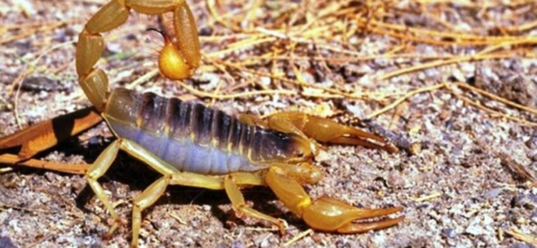 Ipiaú intensifica ações de prevenção contra escorpiões após 187 incidentes em 2025