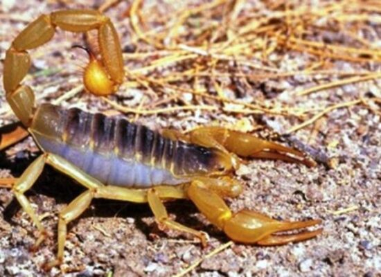 Ipiaú intensifica ações de prevenção contra escorpiões após 187 incidentes em 2025