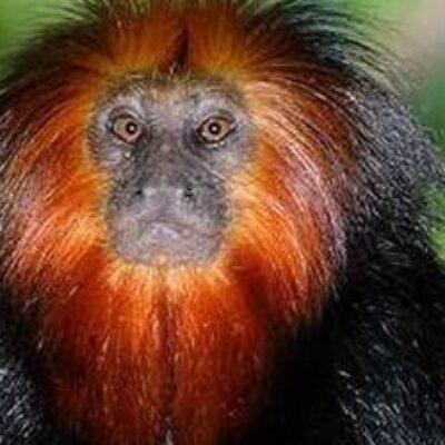 Ilhéus celebra a Semana do Mico-Leão-Baiano para incentivar a preservação ambiental
