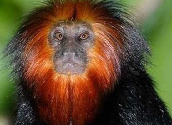 Ilhéus celebra a Semana do Mico-Leão-Baiano para incentivar a preservação ambiental