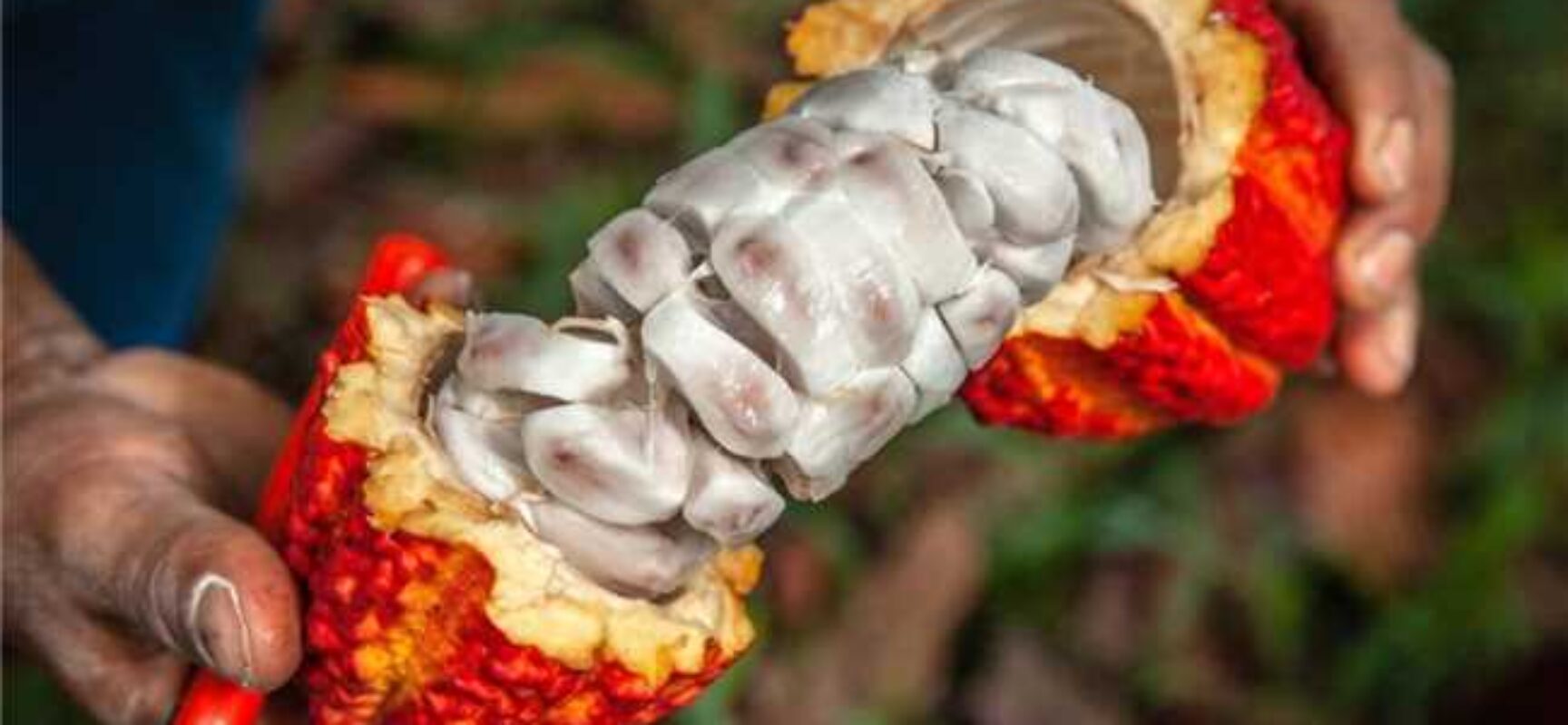 Especialistas debatem os impactos do mercado global na cacauicultura brasileira