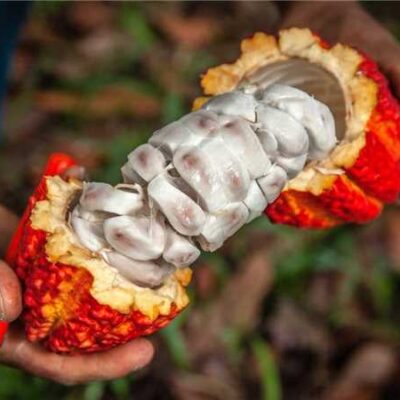 Especialistas debatem os impactos do mercado global na cacauicultura brasileira