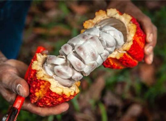 Especialistas debatem os impactos do mercado global na cacauicultura brasileira