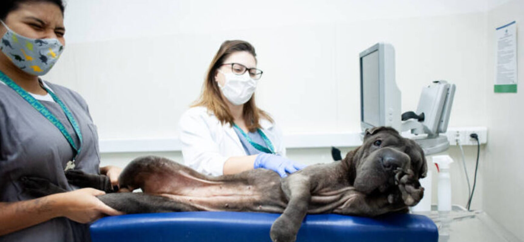 Ilhéus abre credenciamento de clínicas veterinárias para ampliar castração de cães e gatos