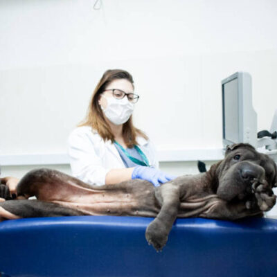 Ilhéus abre credenciamento de clínicas veterinárias para ampliar castração de cães e gatos