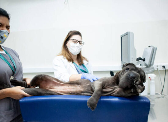 Ilhéus abre credenciamento de clínicas veterinárias para ampliar castração de cães e gatos