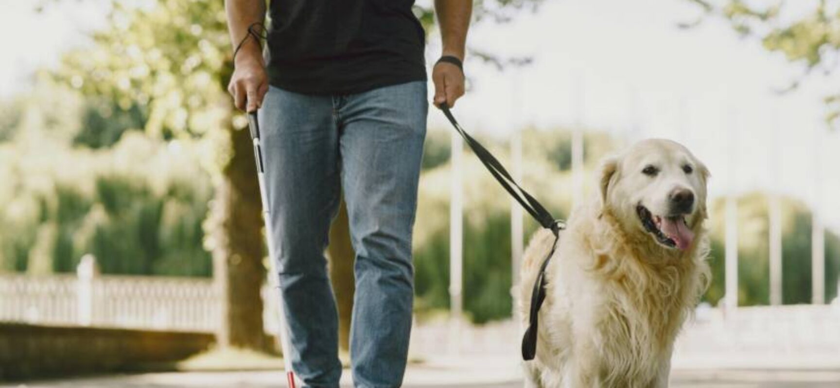 Câmara aprova projeto que garante acesso de cães de assistência a espaços públicos e privados em Salvador