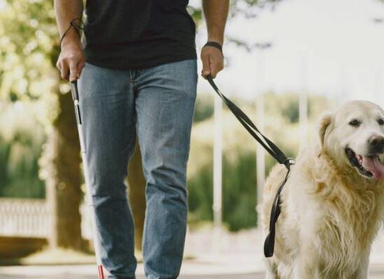 Câmara aprova projeto que garante acesso de cães de assistência a espaços públicos e privados em Salvador