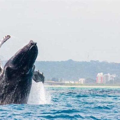 Temporada das baleias-jubarte fortalece turismo e movimenta economia de Ilhéus