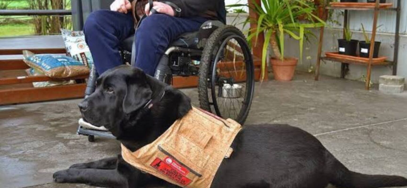 Nova lei garante acesso de cães de assistência a comércios, táxis e aplicativos em Salvador