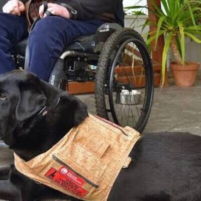Nova lei garante acesso de cães de assistência a comércios, táxis e aplicativos em Salvador