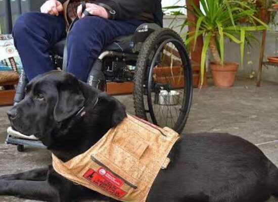 Nova lei garante acesso de cães de assistência a comércios, táxis e aplicativos em Salvador
