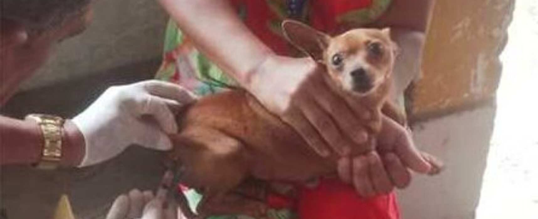 Ilhéus inicia Campanha Nacional de Vacinação Antirrábica para cães e gatos
