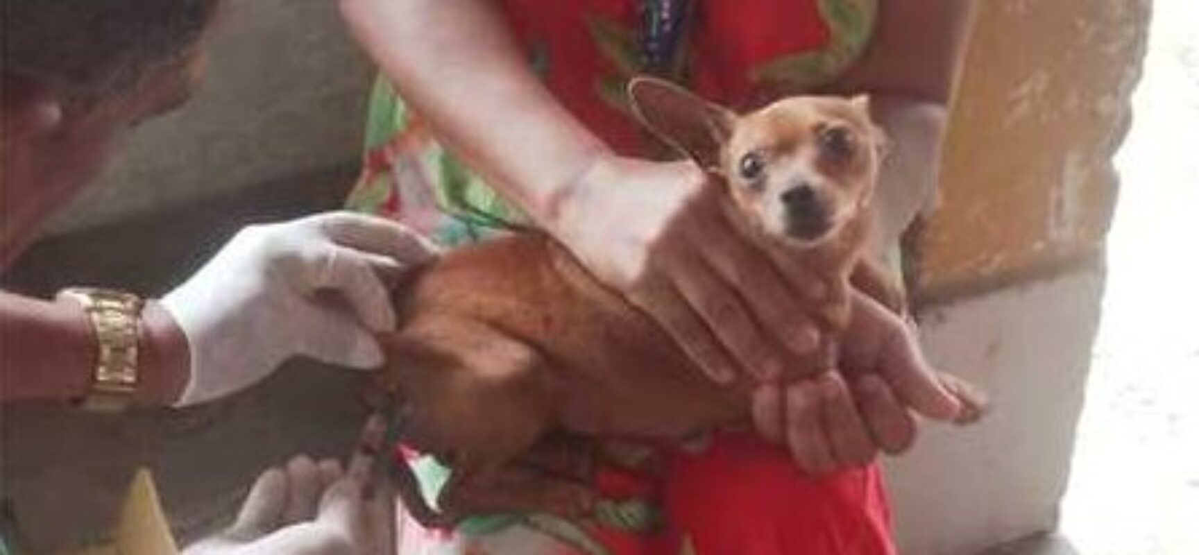 Ilhéus inicia Campanha Nacional de Vacinação Antirrábica para cães e gatos