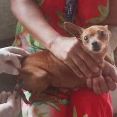 Ilhéus inicia Campanha Nacional de Vacinação Antirrábica para cães e gatos