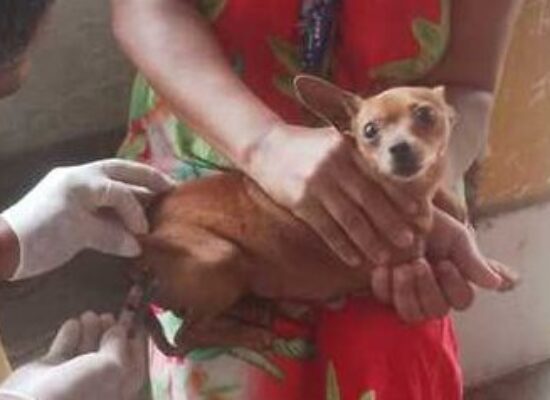 Ilhéus inicia Campanha Nacional de Vacinação Antirrábica para cães e gatos