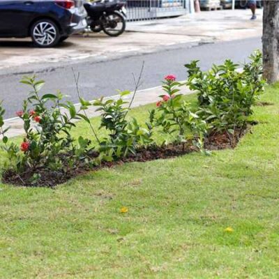 Prefeitura de Ilhéus reforça alerta contra a retirada de mudas das praças