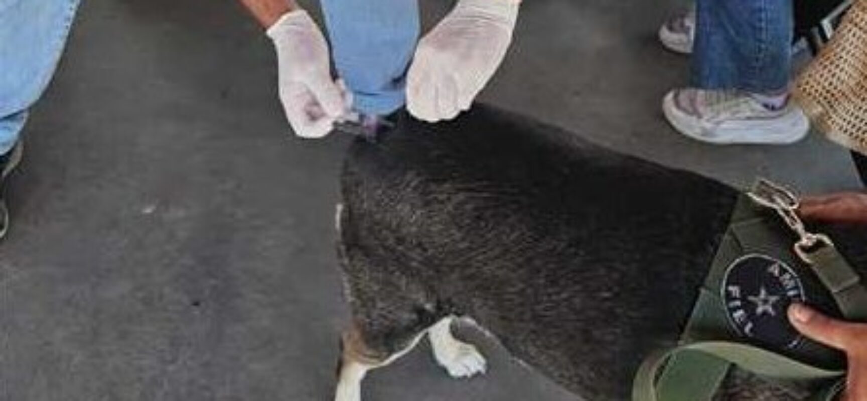 Dia D de Vacinação garante imunização de 1.236 cães e gatos em Ilhéus